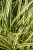vanilla-ice_carex-morrowii_79114_2.jpg