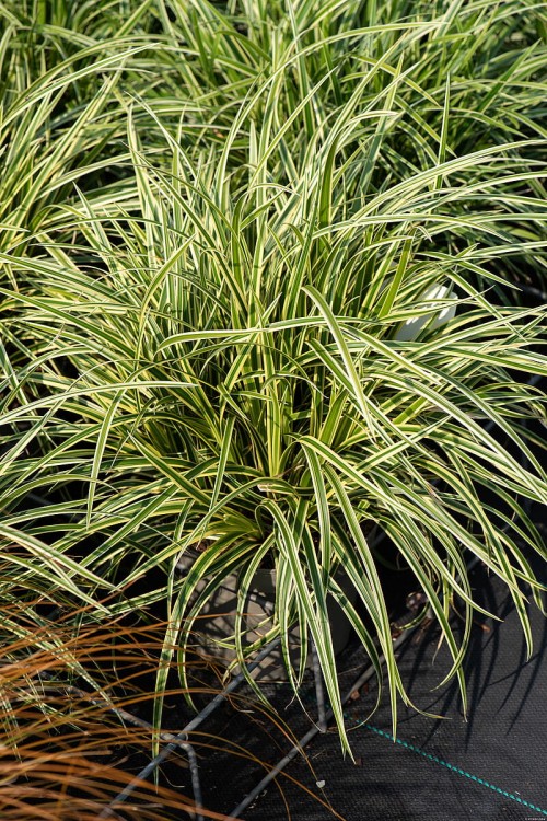vanilla-ice_carex-morrowii_79114_1.jpg