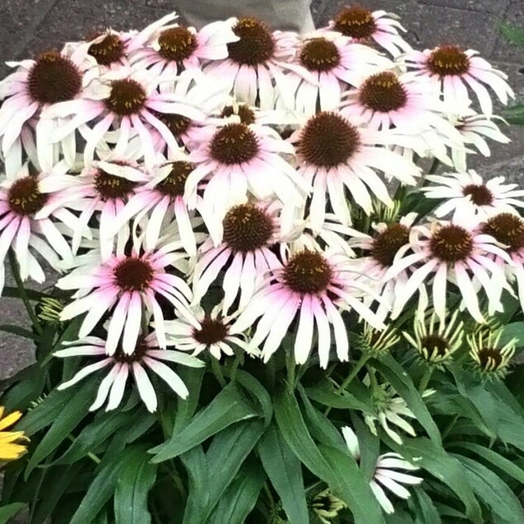 9dc12892d530121d35e9f21a8637d702