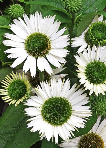 24677c17fa9f7d98bcba495baf9b07f1