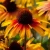 77b2705e768b70524ef12414c6fe4973