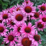 Jeżówka Fatal Attraction Echinacea hybrida P14