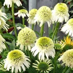 Jeżówka Delicious Nougat Echinacea hybrida P14