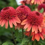 Jeżówka Carrot Cake Echinacea hybrida P14