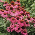Jężówka purpurowa Rudbeckia Echinacea purpurea P11