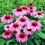 Jeżówka purpurowa Magnus Echinacea purpurea P11