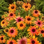 Jeżówka Rainbow Marcella Echinacea hybrida P14