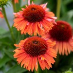 Jeżówka Meditation Orange Echinacea hybrida P14