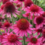 Jeżówka Delicious Candy Echinacea hybrida P14