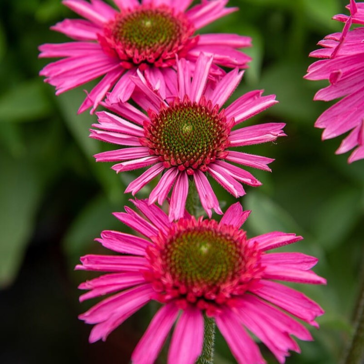 216413e1accf58683dd97d6c4cd2907b