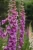 cc48c0411093ef4bbc5f8b02e69d8a67