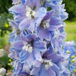 Ostróżka Magic Fontain Skay Blue / White Bee Delphinium x hybrida P11