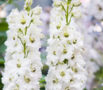 Ostróżka Magic Fontain Pure White Delphinium x hybrida P11