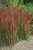 red-baron_imperata-cylindrica_79323_3.jpg