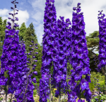 Ostróżka Pacific Black Knight Delphinium grandiflorum P9