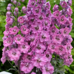 Ostróżka Pacific Astolat Delphinium grandiflorum P11