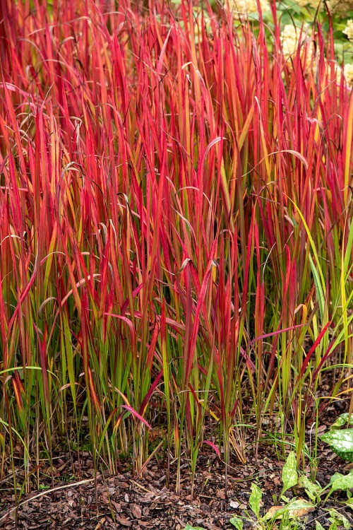 red-baron_imperata-cylindrica_79323_1.jpg
