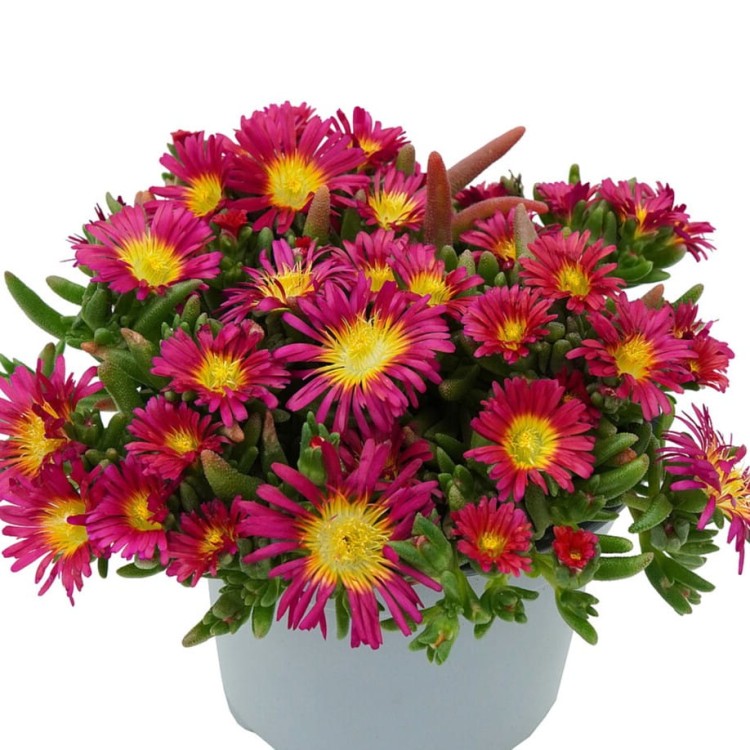 e16b69caa7f393f91236dc3534666bb8