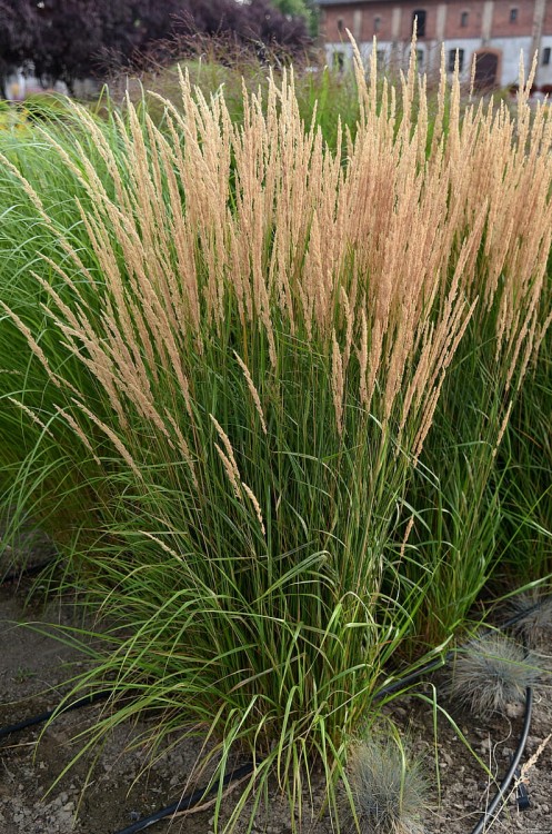 60a4e6502c60dbdf910ee89f8a3fe672