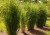 northwind_panicum-virgatum_79112_6.jpg