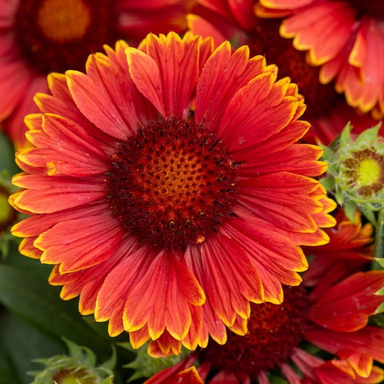 91de61bc58583aa43a29859485e42bfb