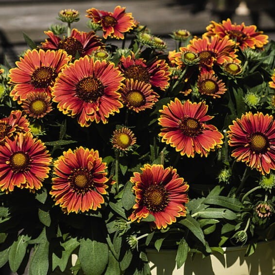 4bea2008b1b58b77dfc30b27413b4006