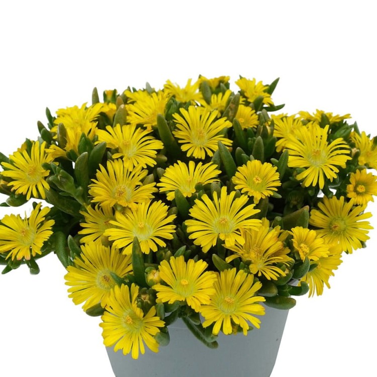 50fecc7e5ee2f892a6b14797c3459854