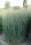 heavy-metal_panicum-virgatum_79075_6.jpg