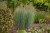 heavy-metal_panicum-virgatum_79075_1.jpg