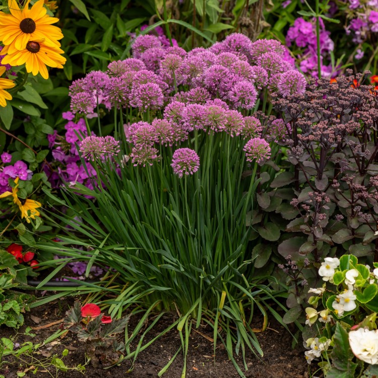 991d74193e7cc660308c80945253cad5