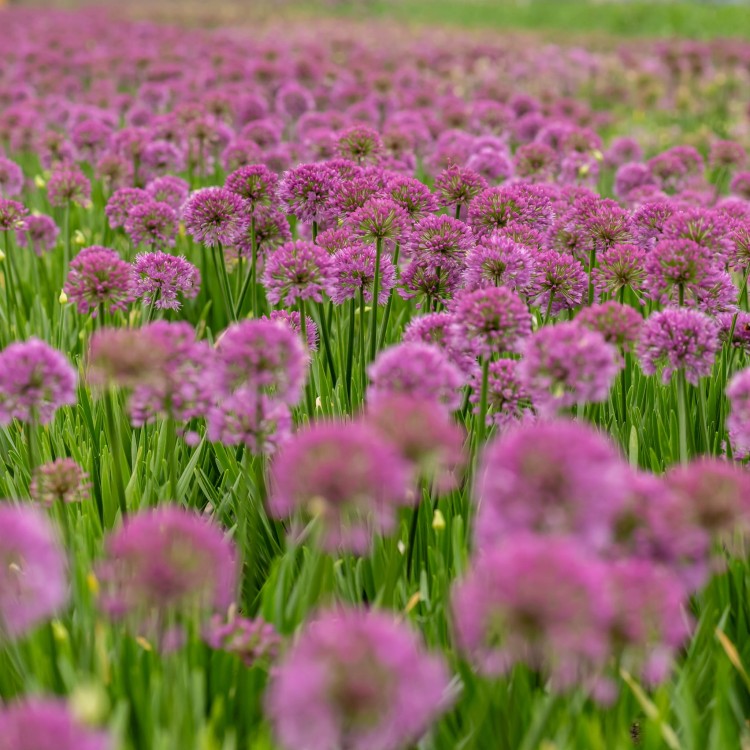 ce580ac9e76d7b14f62ba74ebe939c5d