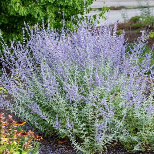 3597d67426cd8277daf64bfe6cda0d40