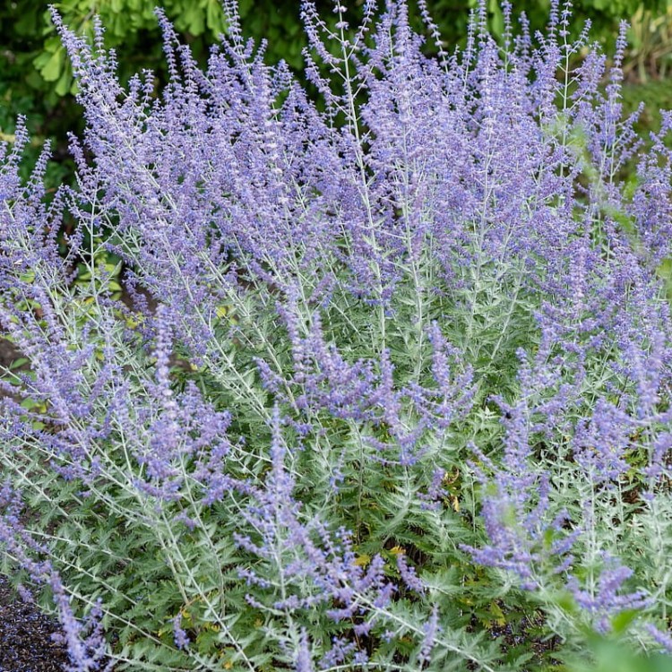 e61b61a3227f759e541f1f4549d6898e