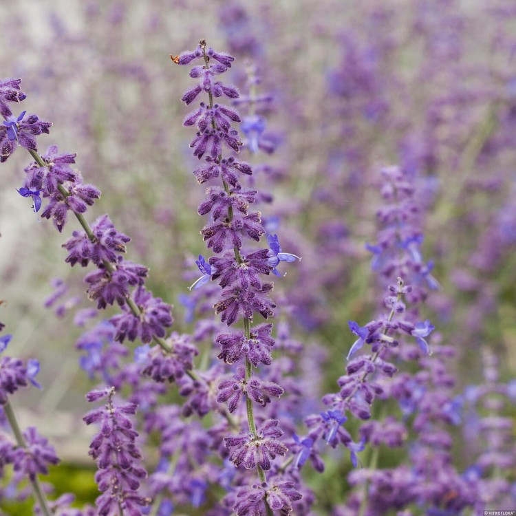 f78ad3bc23363488c83575a89bf1ce0b