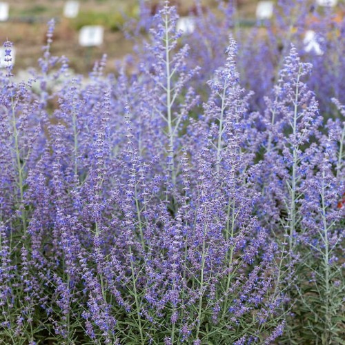 ba9232becb6ebfdd6578121a004ccea6