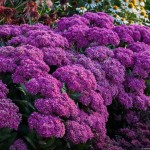 Rozchodnik okazały Mr. Goodbud Sedum telephium P14