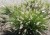 hameln_pennisetum-alopecuroides_79719_3.jpg