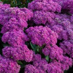 Rozchodnik okazały Mr. Goodbud Sedum telephium P11