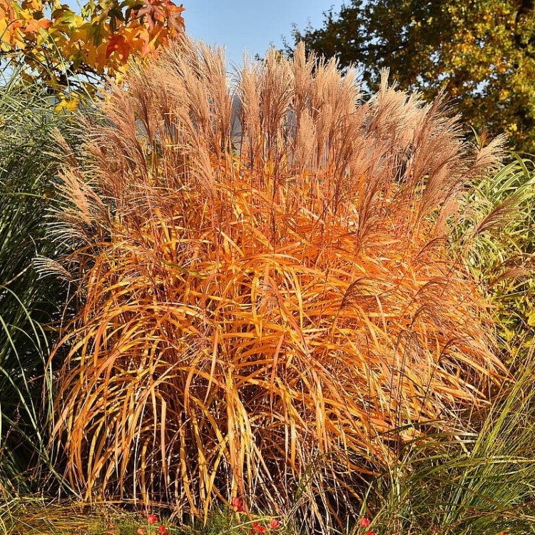 d0f8627bbae159487fe6b33343a8ee43