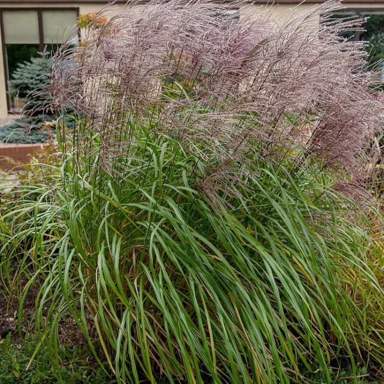 488448a32d23fa81a0eedc2f81898910