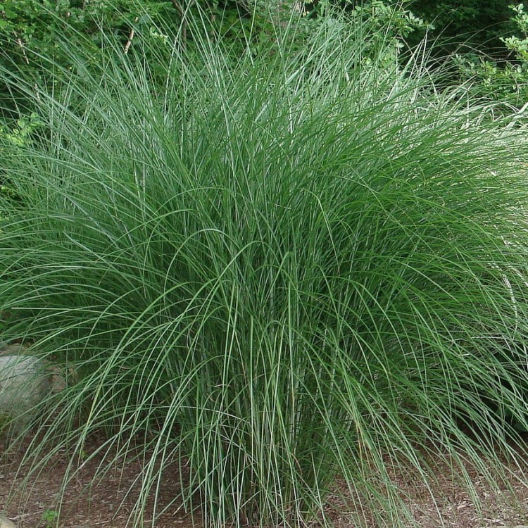 387cea2820832d43858937fa7c587166