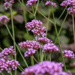 Werbena patagońska Verbena bonariensis P11