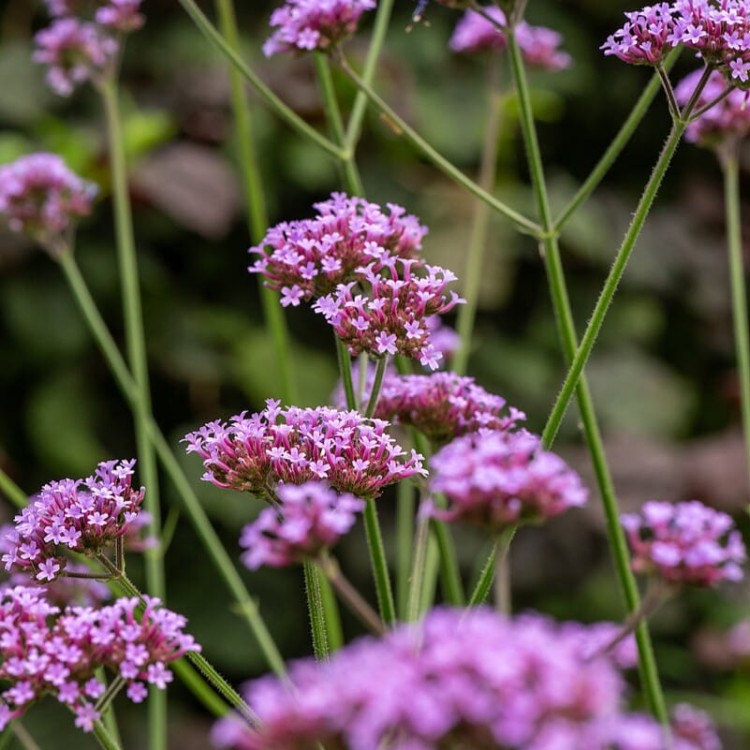 e503507bed6e441cf0bf9be945fdd3b4