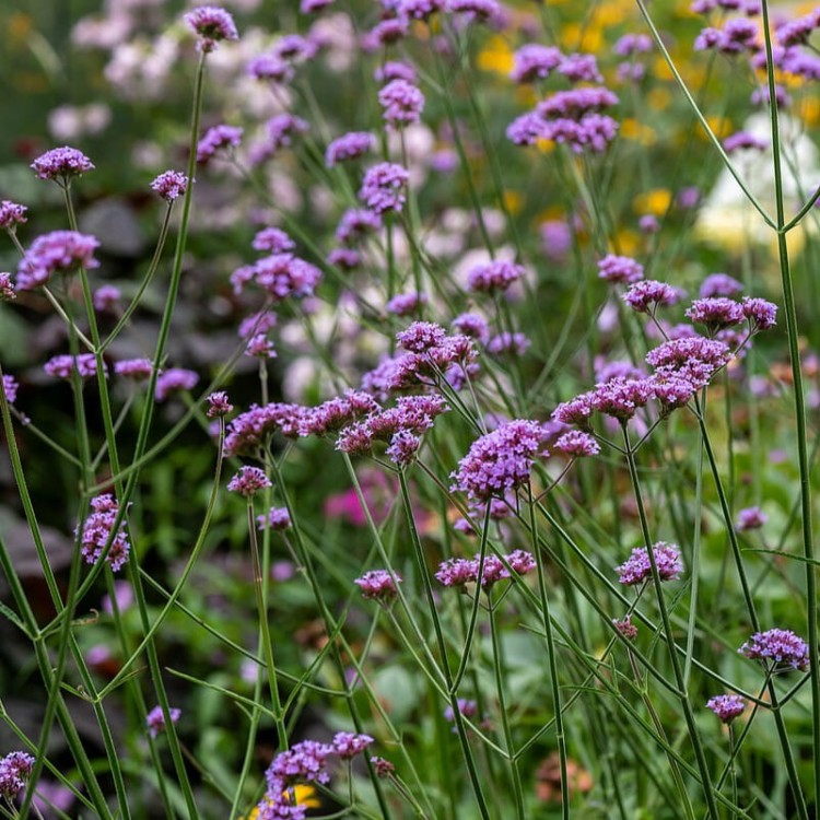 1799a283a70b2e5a438afcae1926f4d8