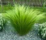 Stipa Pony Tails Stipa tenuissima P11