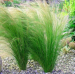 Stipa Pony Tails Stipa tenuissima P9