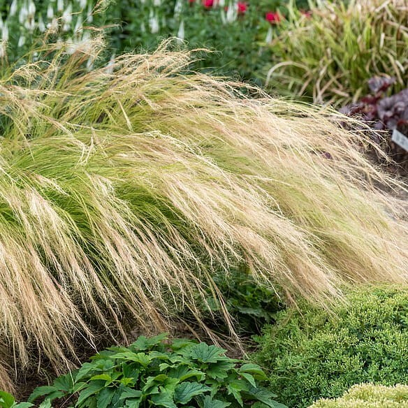 bc07523448c75e1c82ad6606c30caa1b