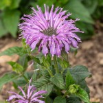 Pysznogłówka SUGAR BUZZ® Blue Moon Monarda hybrida P14