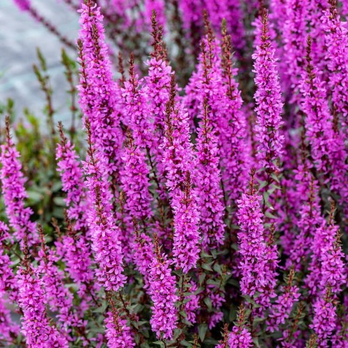 d41268ea610de8c72d846e2b18bf10d7