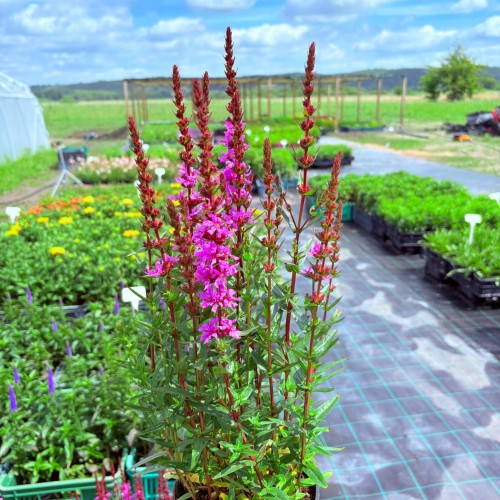 49f4f8c2a90ab5786c5d7792ed3f446a